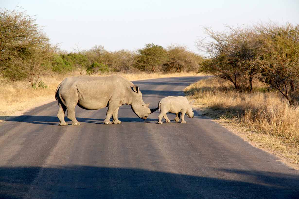Nashörner auf der Straße in Südafrika